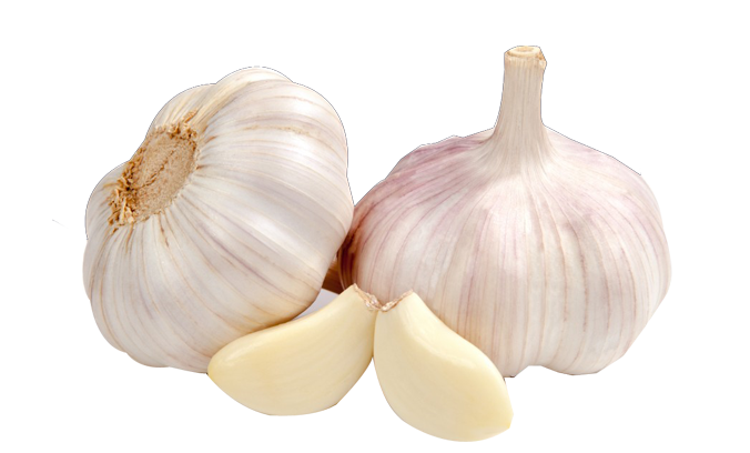 peeled garlic supplier